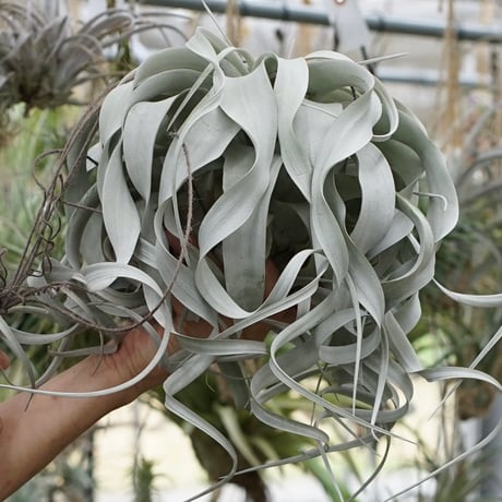 CATEGORY 品種名：U/V/W/X/Y/Z | air-plants TENGU-DO