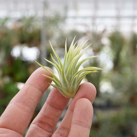 CATEGORY エアープランツ（ティランジア） | air-plants TENGU-DO