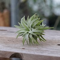 ベアコレアーレ × ハリシー 01号 | air-plants TENGU-DO