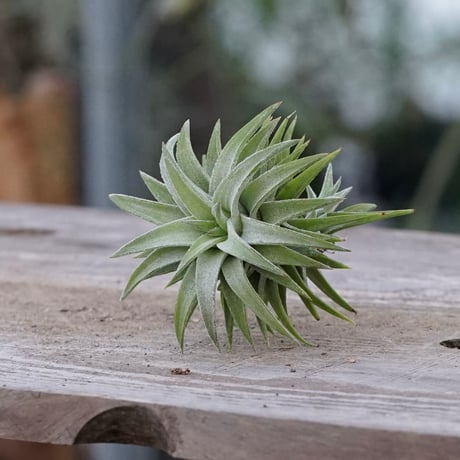 CATEGORY 品種名：I/J/K/L | air-plants TENGU-DO