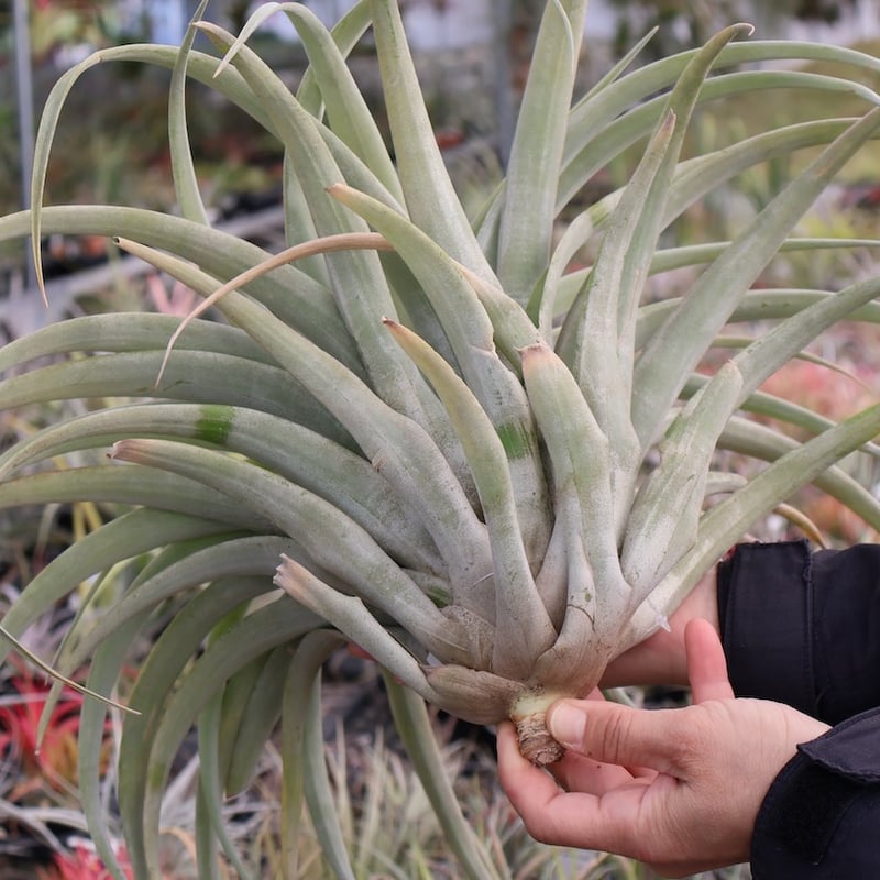 カピタータ・シルバーローズ 2XL 50号 | air-plants TENGU-DO