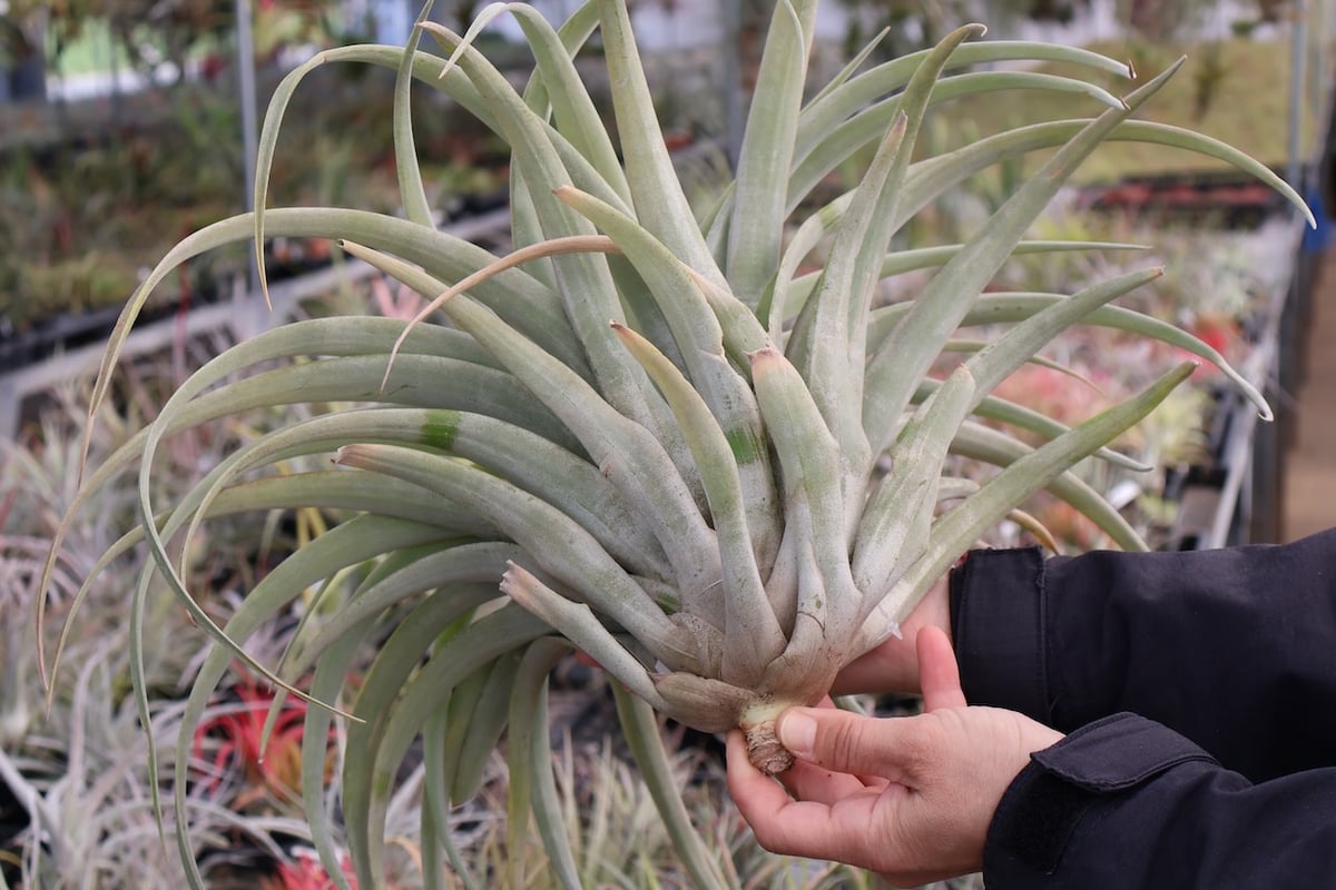 カピタータ・シルバーローズ 2XL 50号 | air-plants TENGU-DO