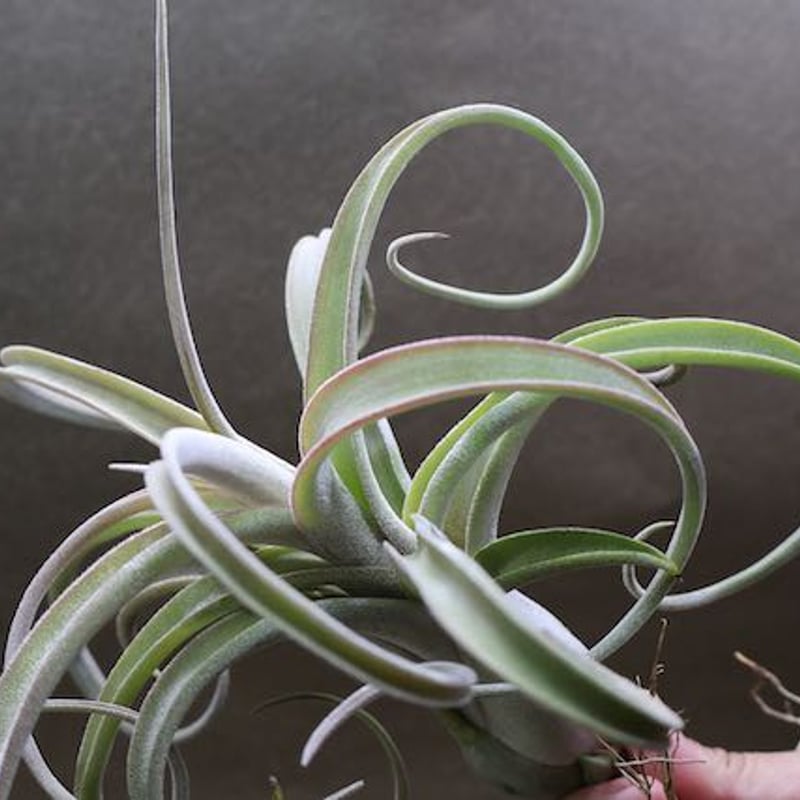 ベアコレアーレ × カプトメドーサエ ソノランスノー 04号 | air-plants