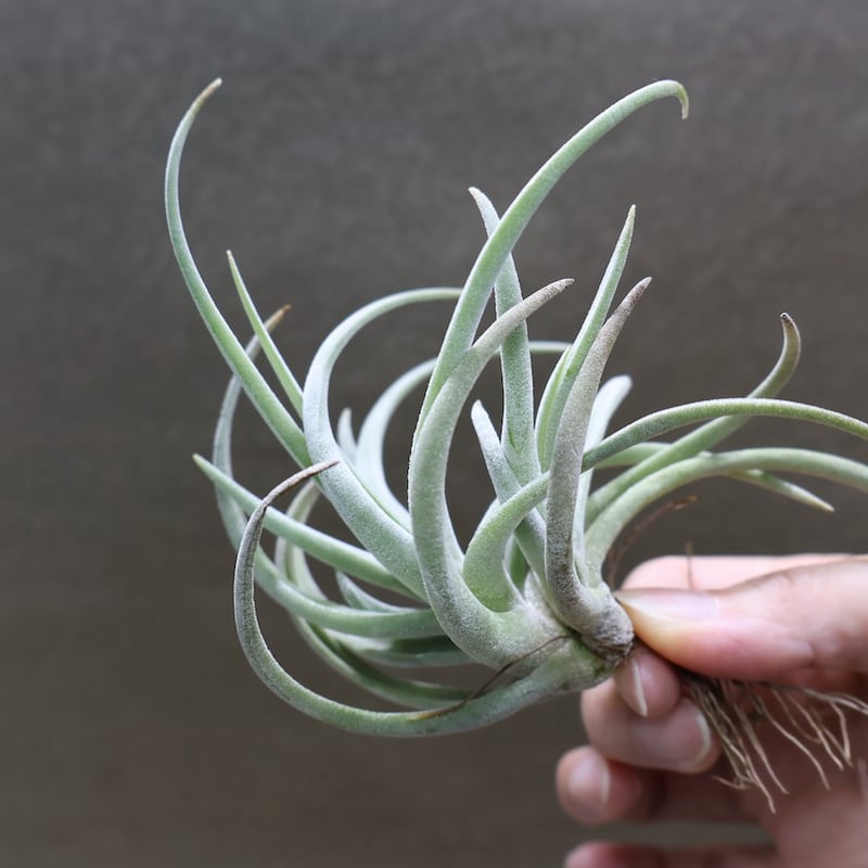 グラブリオール クランプ 21号 | air-plants TENGU-DO