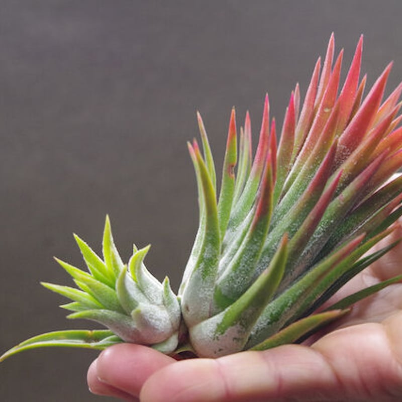 チランジア　マヤントーテムポール マヤントーテムポール 03号 | air-plants TENGU-DO