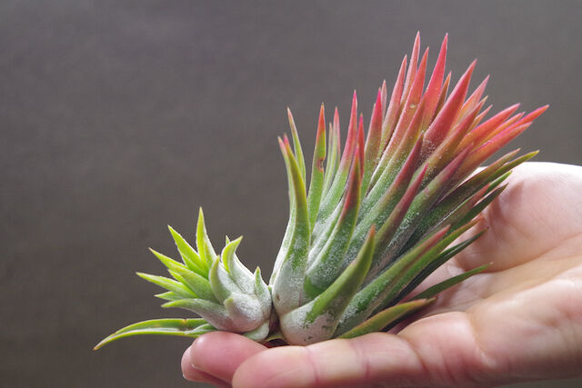 マヤントーテムポール 03号 | air-plants TENGU-DO