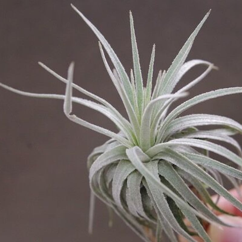 モーリアナ 18号 | air-plants TENGU-DO