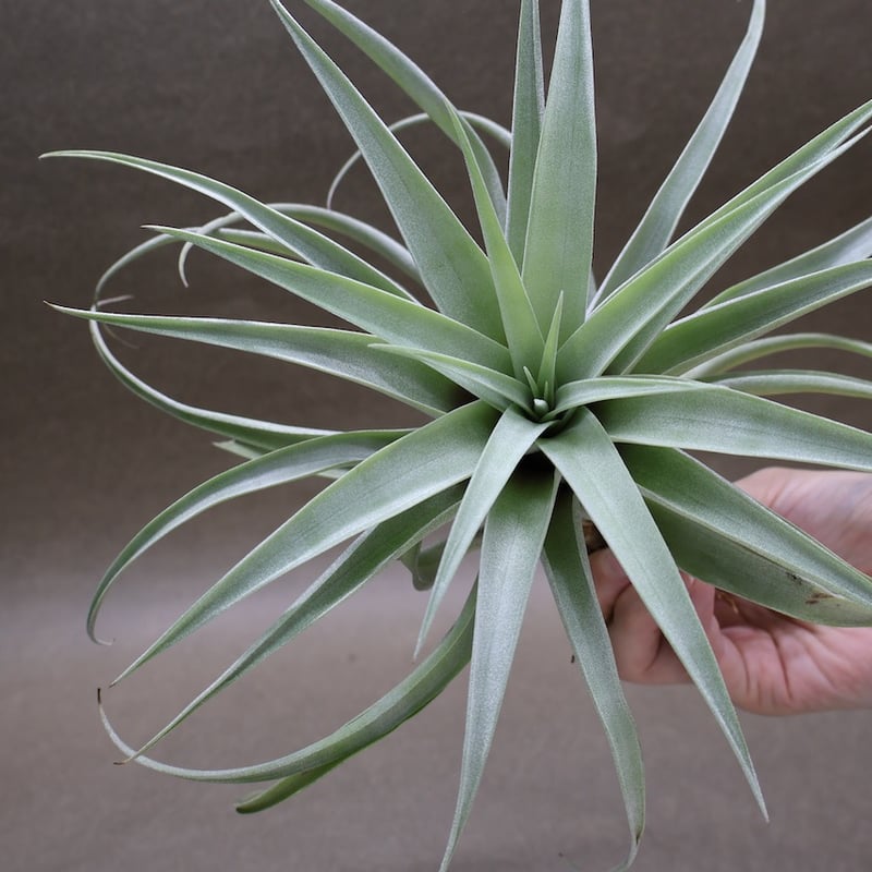 カピタータ シルバーローズ 44号 | air-plants TENGU-DO