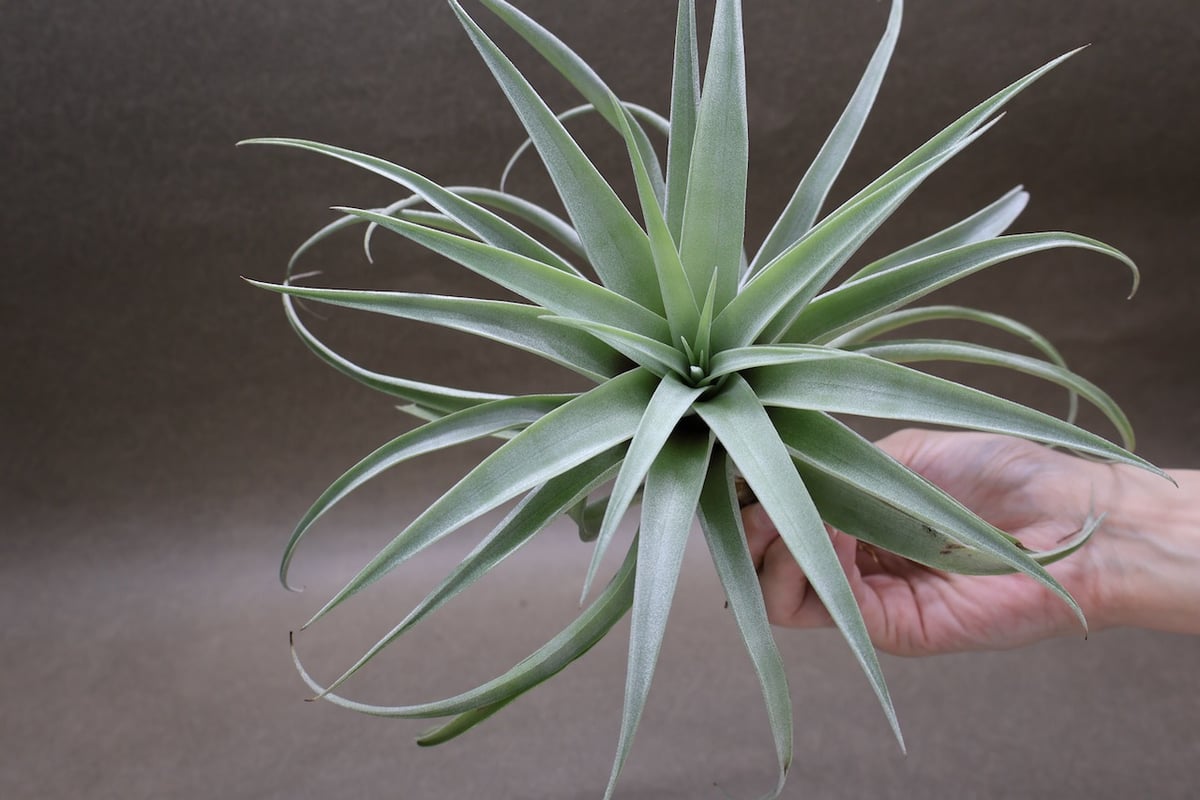 カピタータ シルバーローズ 44号 | air-plants TENGU-DO