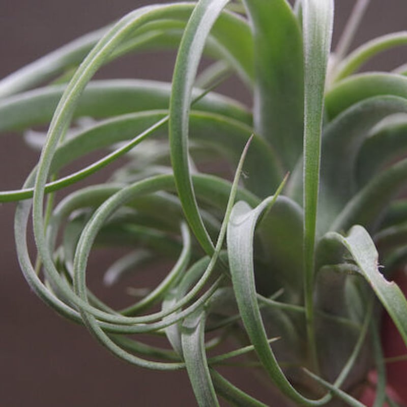 コンコロール × ストレプトフィラ 11号 | air-plants TENGU-DO コンコロール × ストレプトフィラ 11号 | air-plants TENGU-DO