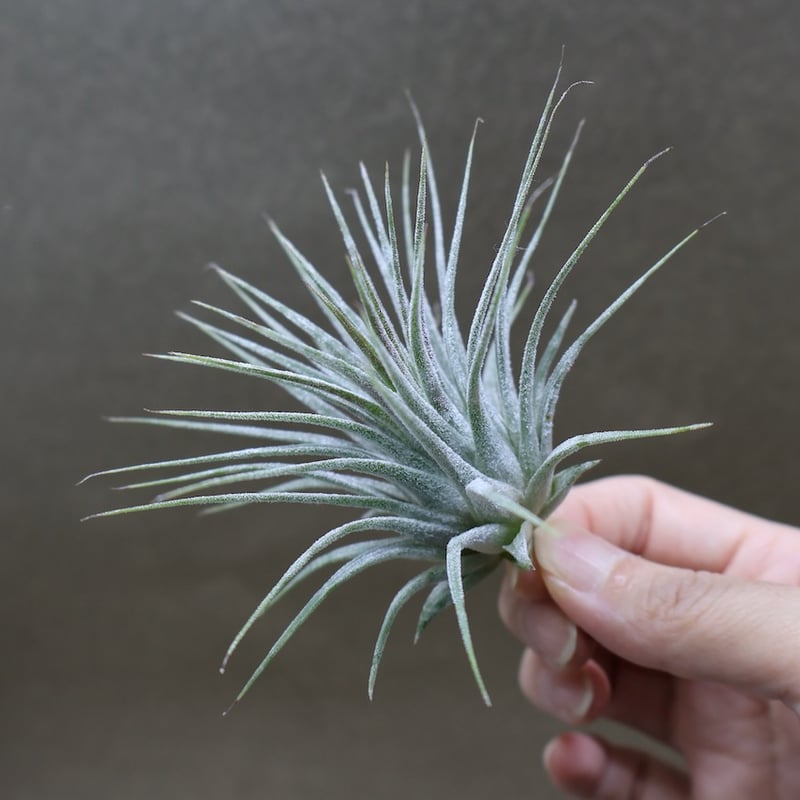 ☆　セナさま専用　オーストラリアンブラッド　大苗　☆ ☆ セナさま専用 オーストラリアンブラッド 大苗 ☆ ゼナック