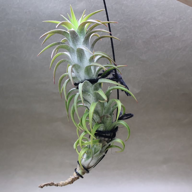 イオナンタ バンハイニンギー 56号 | air-plants TENGU-DO イオナンタ バンハイニンギー 56号 | air-plants TENGU-DO