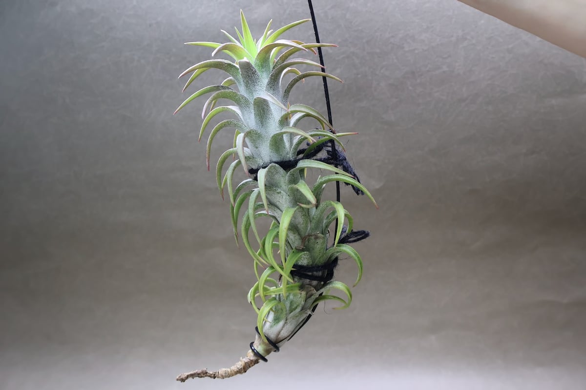 イオナンタ　バンハイニンギー　と　アルビノ イオナンタ バンハイニンギー 56号 | air-plants TENGU-DO