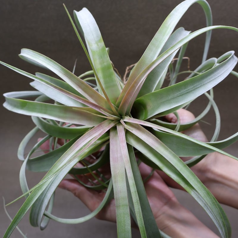 ベストインクラス （ キセログラフィカ × ロシー ）09号 | air-plants