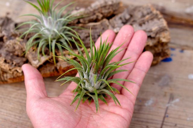 イオナンタ ストリクタ | air-plants TENGU-DO