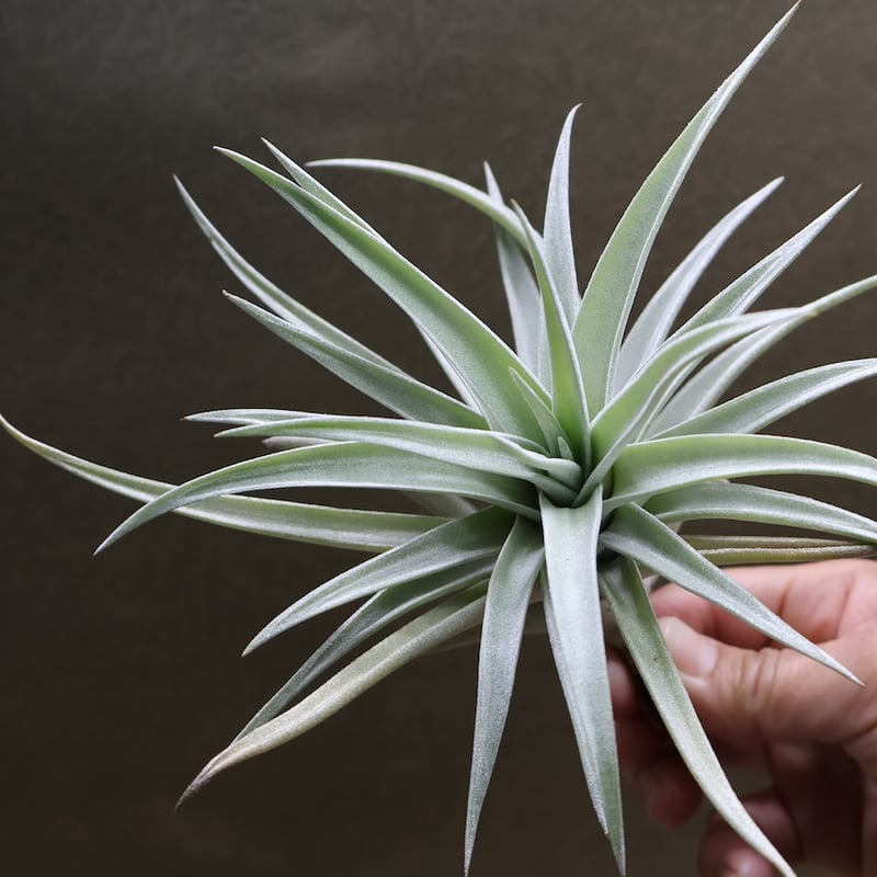 ハリシー 07号 | air-plants TENGU-DO