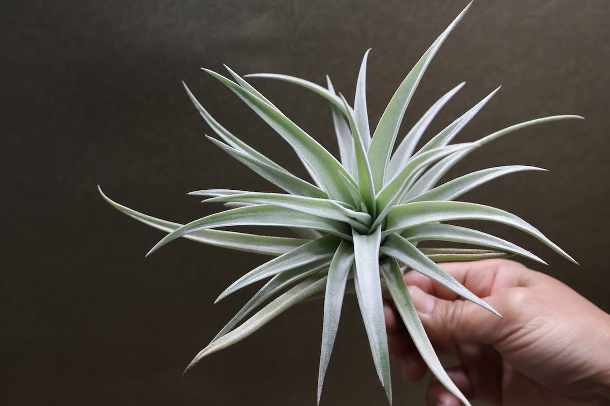 ハリシー 07号 | air-plants TENGU-DO