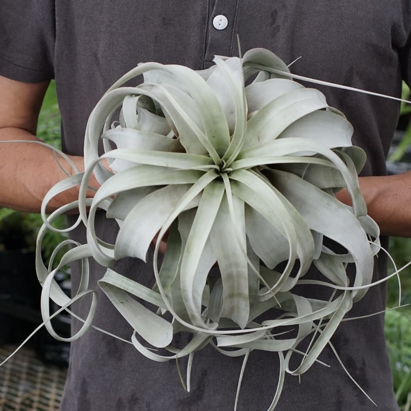 スタッフ特選】キセログラフィカ ロングリーフ B号 | air-plants TENGU-DO