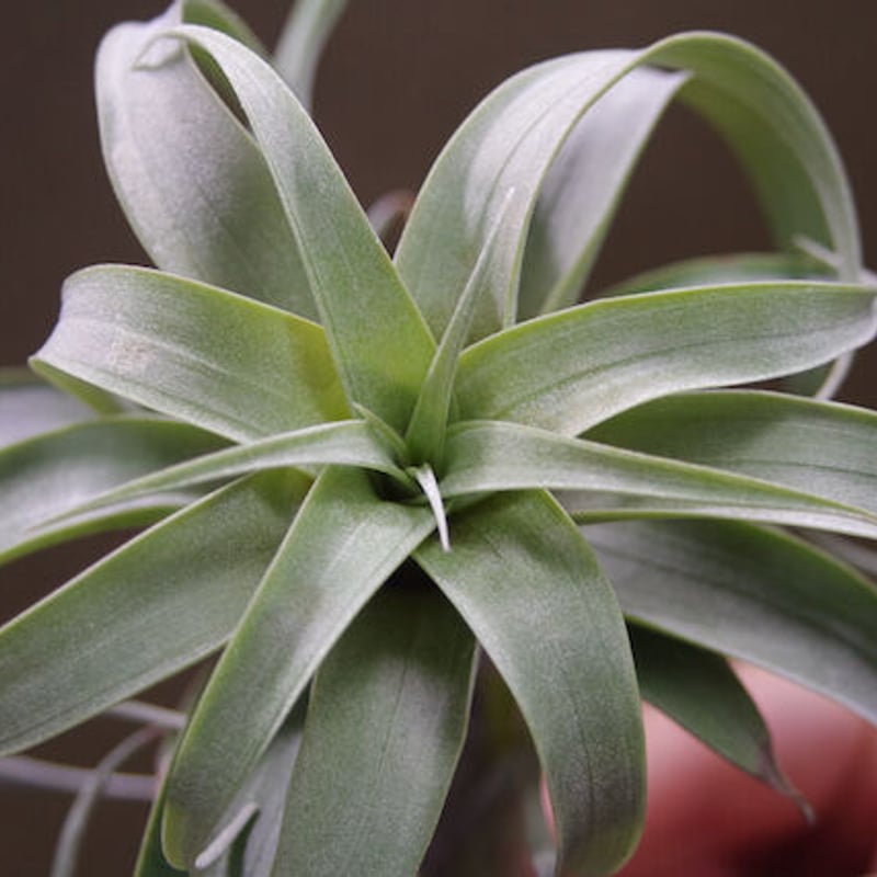 ロゼオスカパ カーリーフォーム 13号 | air-plants TENGU-DO ロゼオスカパ カーリーフォーム 13号 | air-plants TENGU-DO