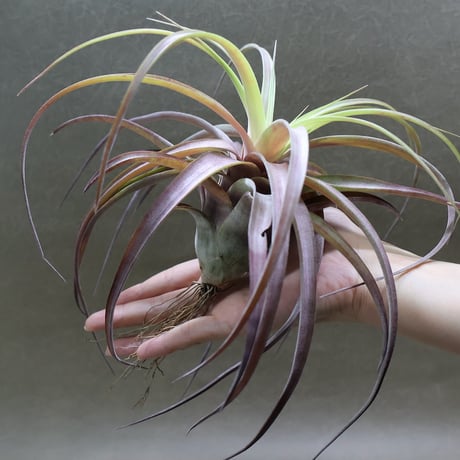 CATEGORY 品種名：Q/R/S/T | air-plants TENGU-DO