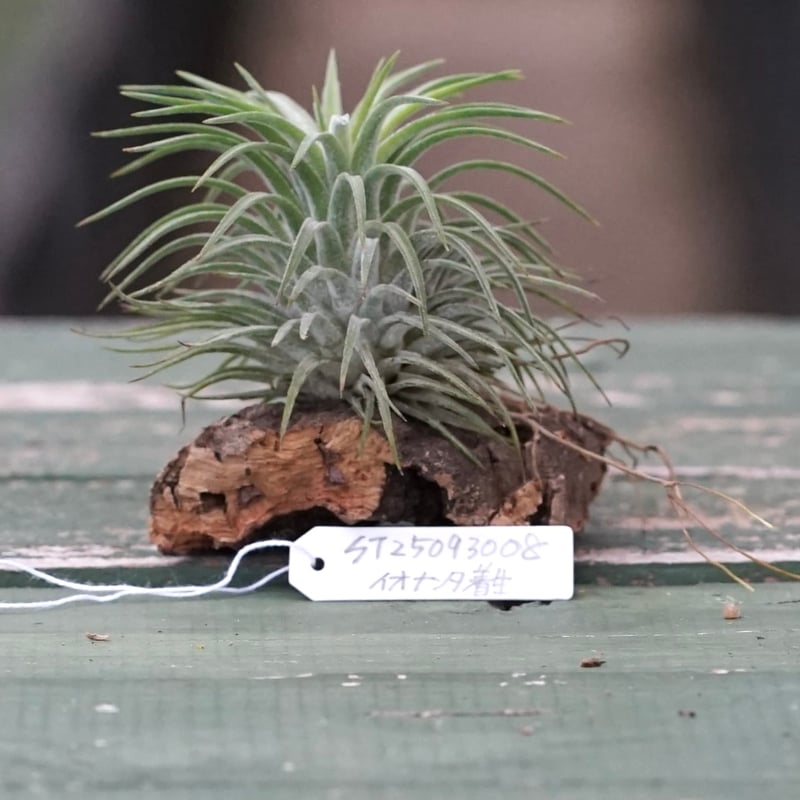 スタッフ特選】イオナンタ コルク着生 | air-plants TENGU-DO