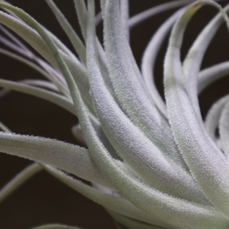 チャペウエンシス チュリフォルミス 03号 | air-plants TENGU-DO