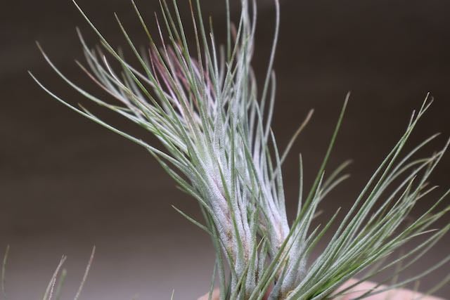 特大 チランジア フンキアナ クランプ エアープランツ チランジア フンキアナ 約8〜10cm エアプランツ エアー