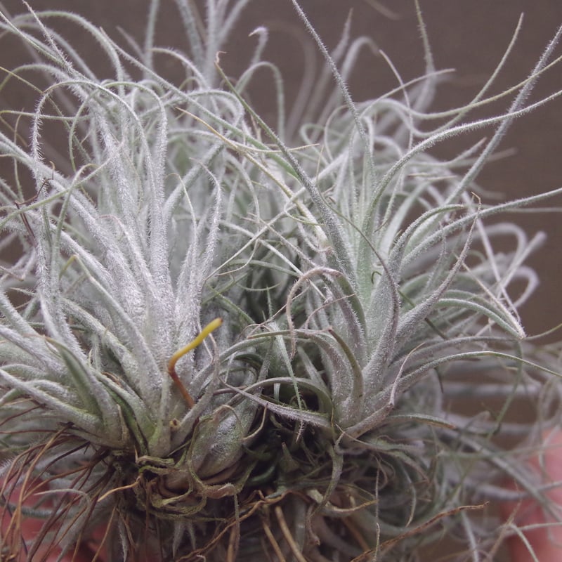 【現品】チランジア・テクトラム　超特大（1） 現品】チランジア・テクトラム 超特大（1）