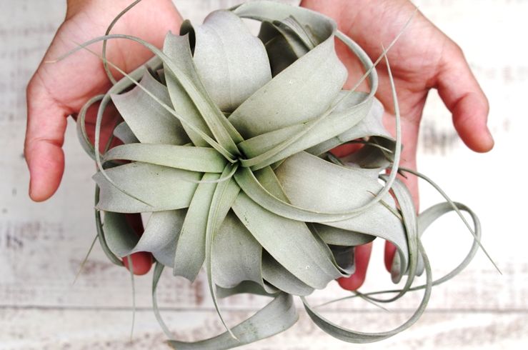 S*u様 エアープランツ　チランジア　キセログラフィカ　特大　花芽 キセログラフィカ Sサイズ | air-plants TENGU-DO