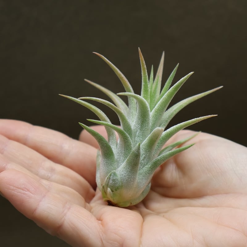 イオナンタ ヘッジホッグ T.I. 04号 | air-plants TENGU-DO