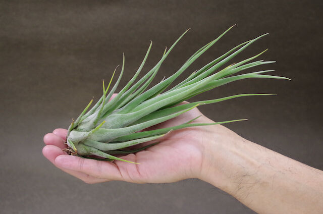 Tillandsia Seleriana Mini Purple 速達発送 Tillandsia Seleriana Mini Purple 速達発送（送料無料