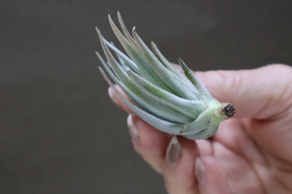 カルミネア 18号 | air-plants TENGU-DO