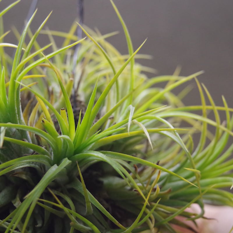 ティランジア・イオナンタ・ドゥルイド・クランプ イオナンタ ドゥルイド クランプ 31号 | air-plants TENGU-DO