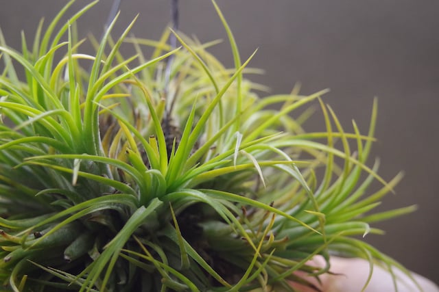 ティランジア・イオナンタ・ドゥルイド・クランプ イオナンタ ドゥルイド クランプ 31号 | air-plants TENGU-DO