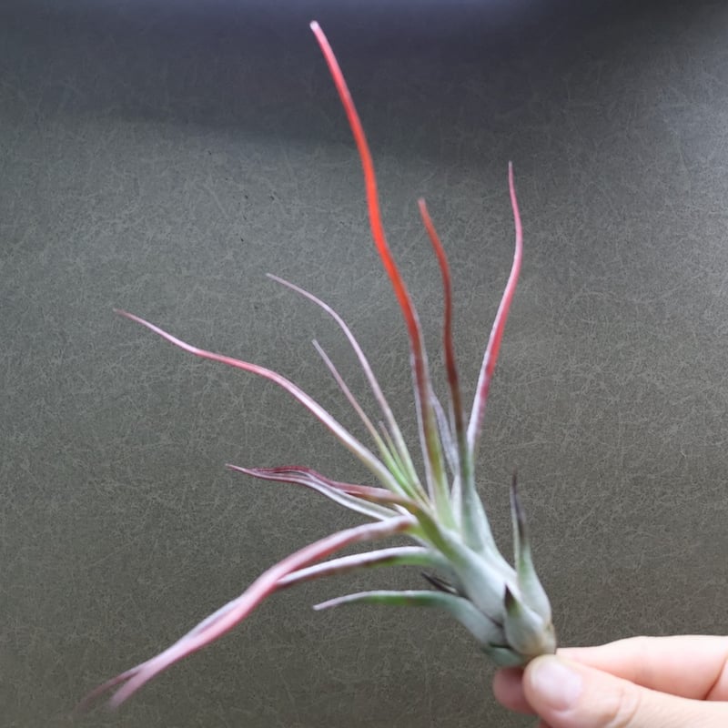 ブルボーサ × イオナンタバンハイニンギー 03号 | air-plants TENGU-DO