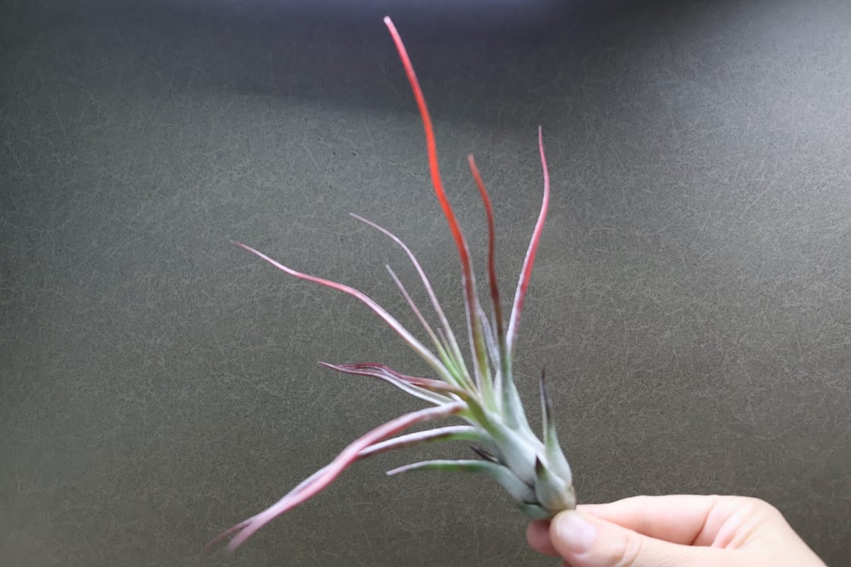 ブルボーサ × イオナンタバンハイニンギー 03号 | air-plants TENGU-DO