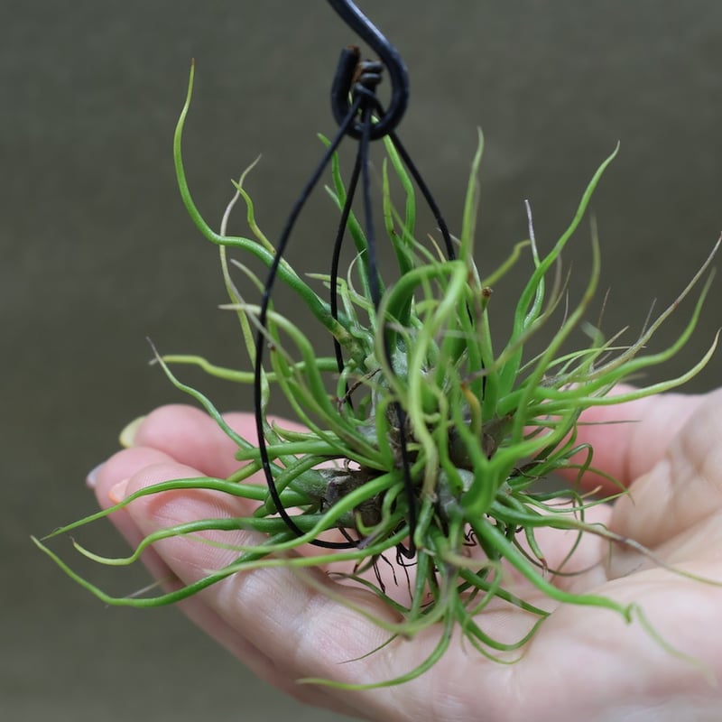 ブルボーサ ミニブラジル クランプ 07号 | air-plants TENGU-DO