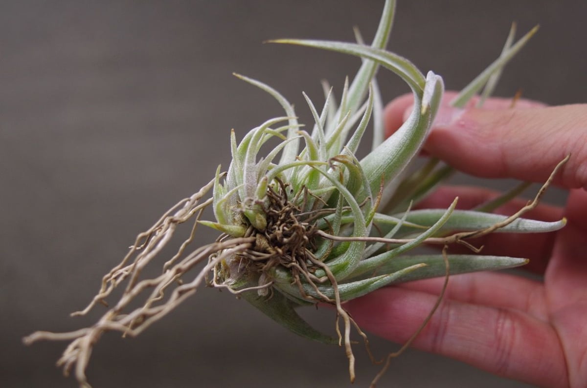 購入不可 チランジア カルビンスキアーナ(クランプ) 初入荷❗