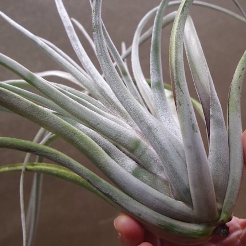 クラーケン 01号 | air-plants TENGU-DO