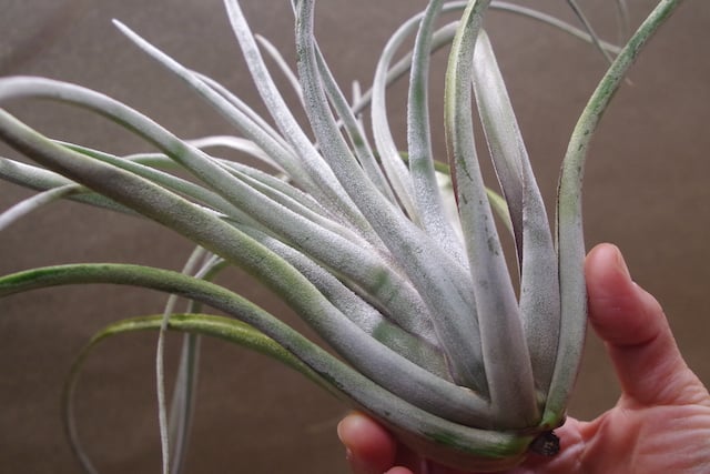 チランジア Jackie Loinaz x Kraken チランジア・ジャッキーロイナズ Tillandsia Jackie Loinaz (T