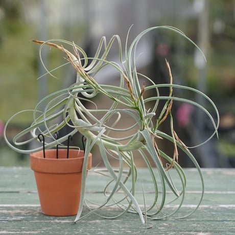 exserta × xerographica〔エアプランツ〕T5172 exserta × xerographica