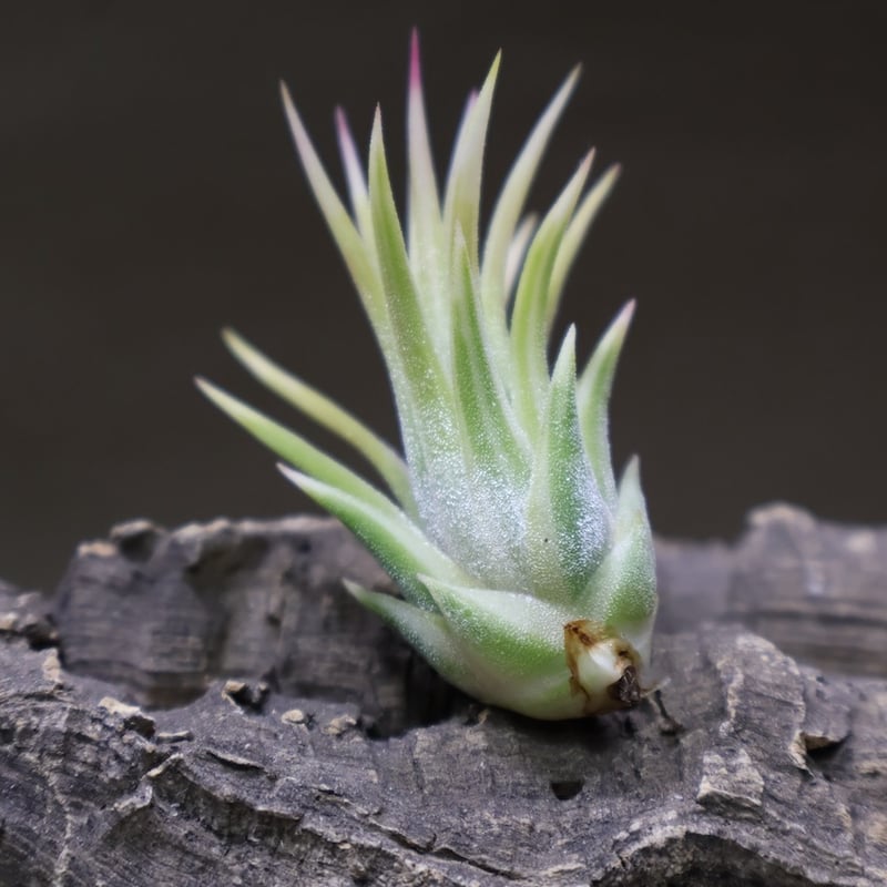 イオナンタ アルボマージナータ 48号 | air-plants TENGU-DO