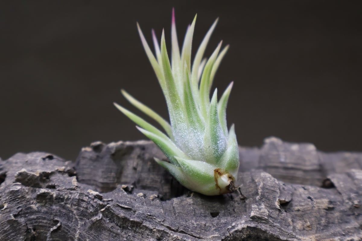 イオナンタ アルボマージナータ 48号 | air-plants TENGU-DO