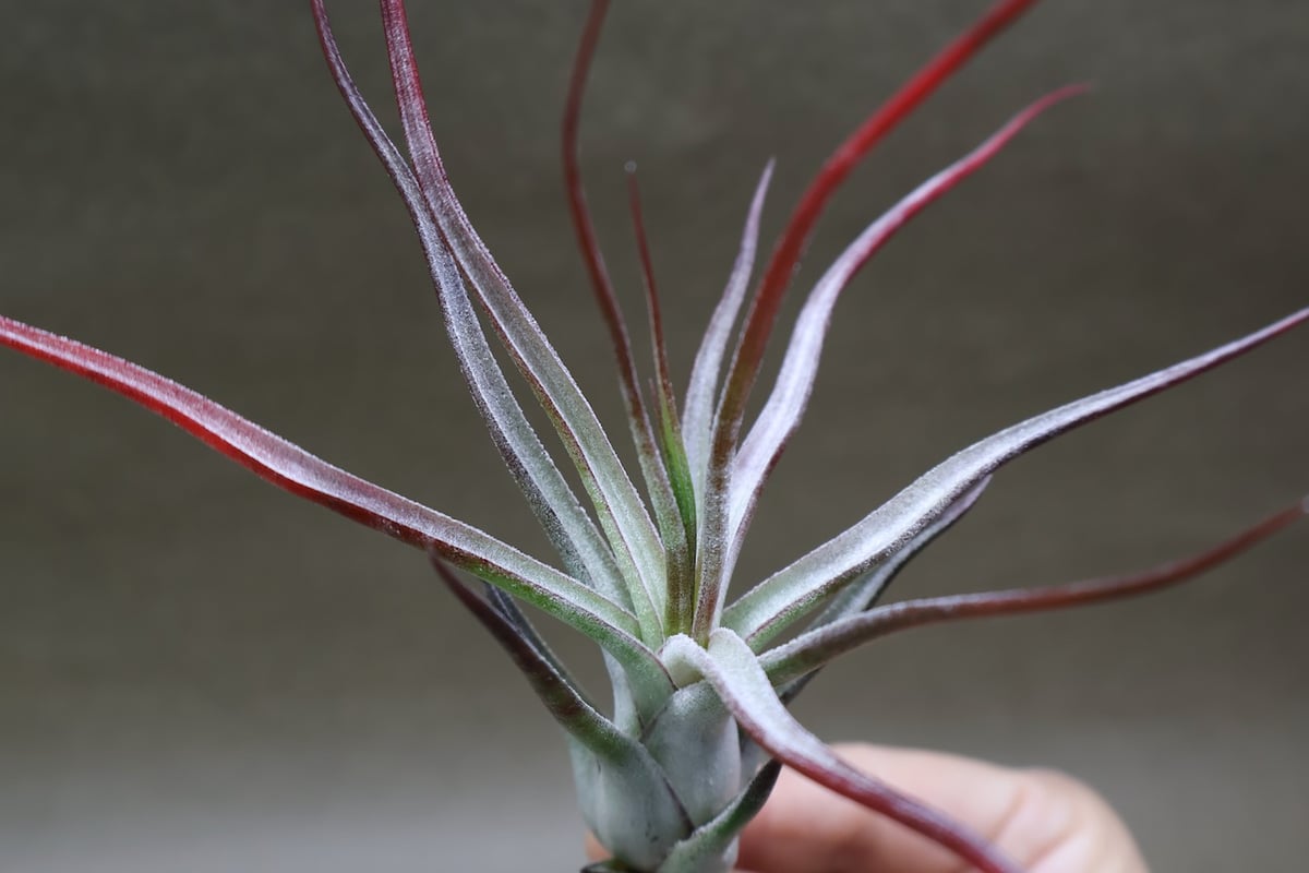 ブルボーサ × イオナンタバンハイニンギー 03号 | air-plants TENGU-DO