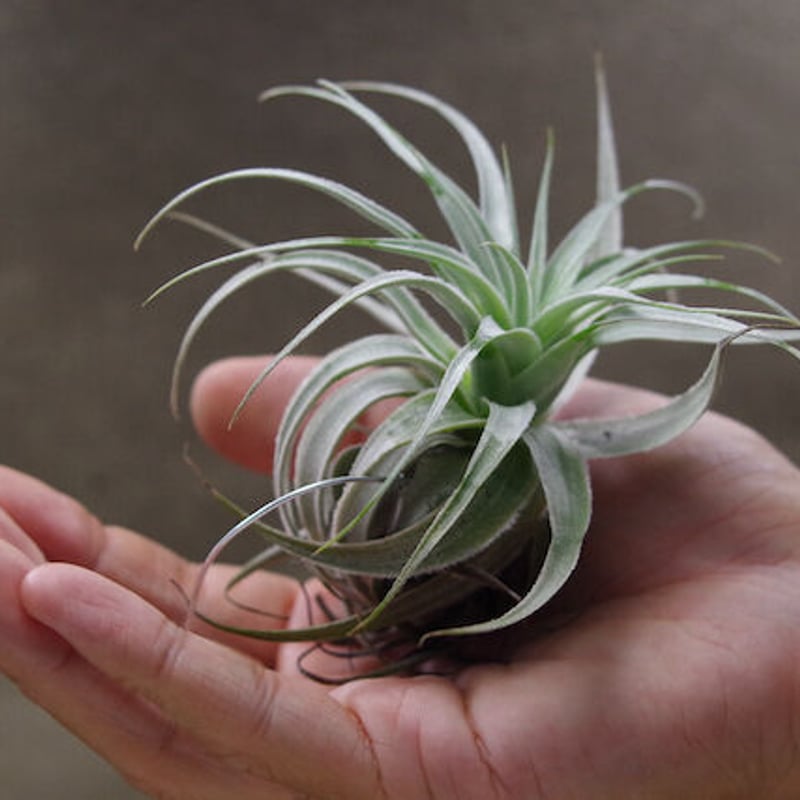 Kazukiyo様☆ユーカリブレンドニューエアラヴィンツァラヒバミルラ