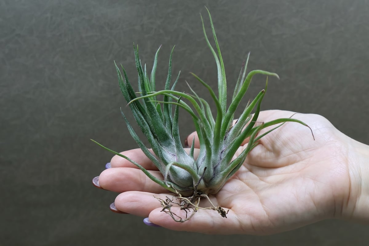 Tillandsia Joel Superior 速達発送 Tillandsia Joel Superior 速達発送