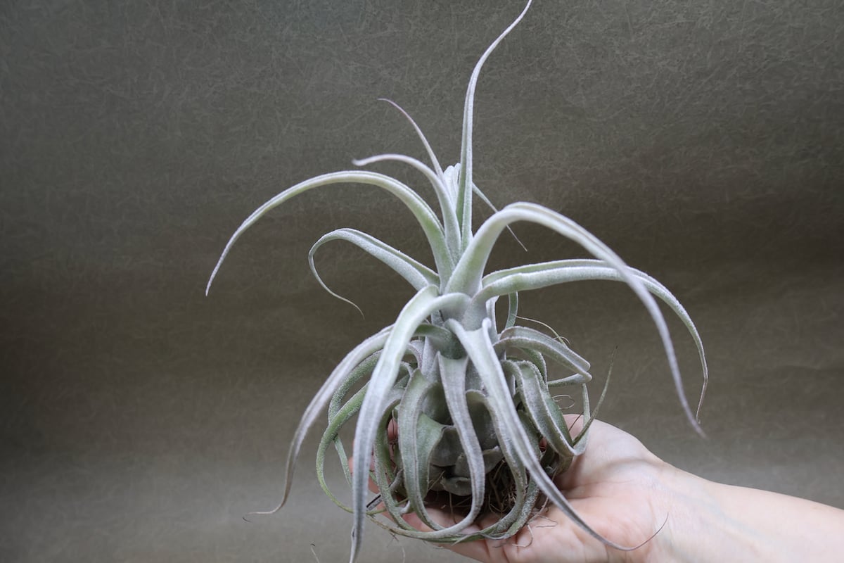 ストレプトフィラ ハイブリッド 01号 | air-plants TENGU-DO