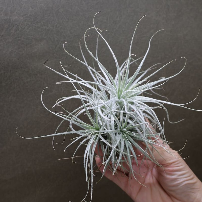 エアプランツ　チランジア　テクトラム　クランプ テクトラム クランプ 05号 | air-plants TENGU-DO