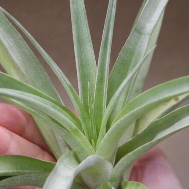 チランジア パドレ パドレ（ローランドゴッセリニーxチアペンシス）03号 | air-plants
