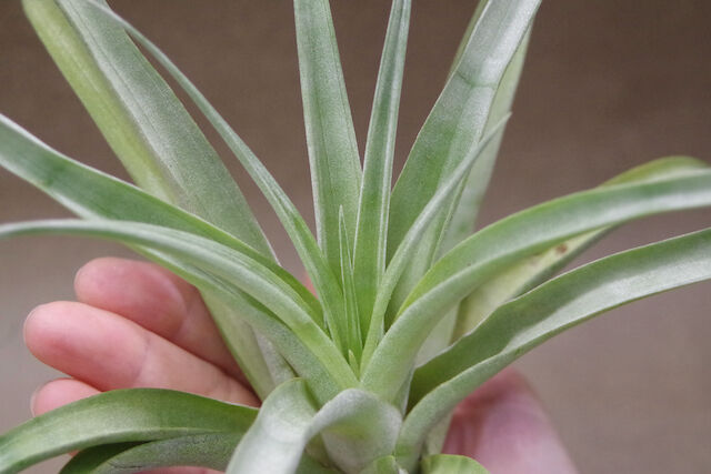 チランジア パドレ パドレ（ローランドゴッセリニーxチアペンシス）03号 | air-plants